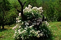 Fiori, Piante, natura_29